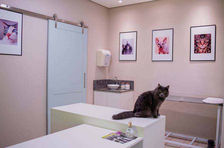 Uma nova opção para gatos e gateiros