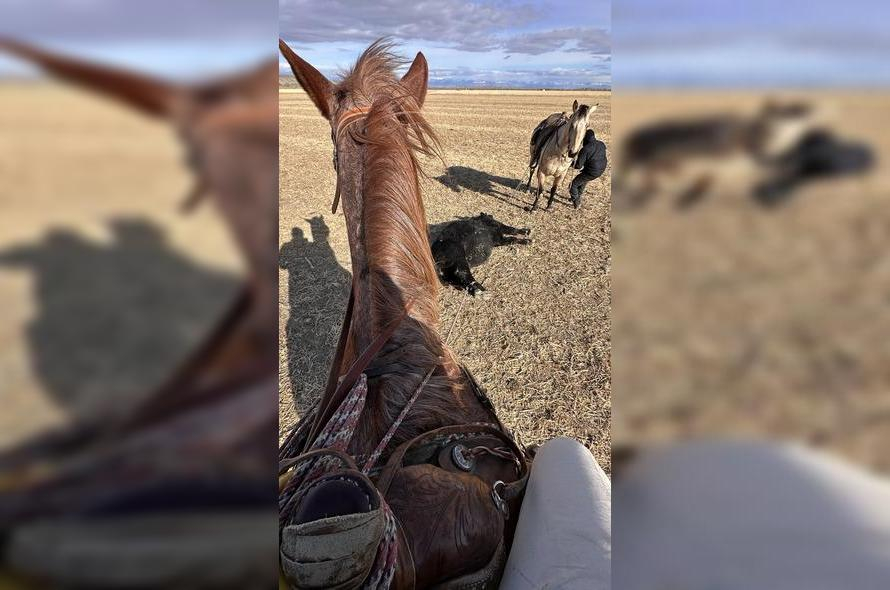 Rotina de pecuária no Wyoming