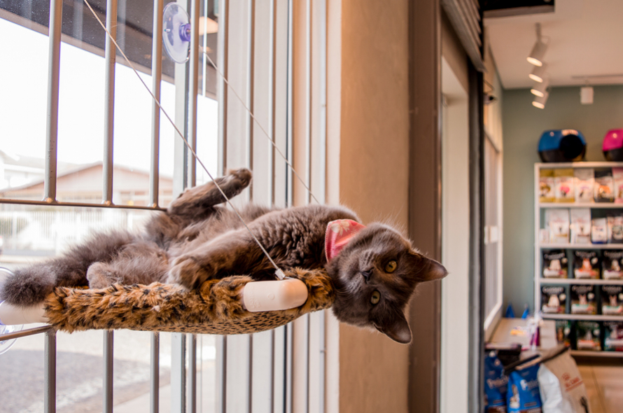 Uma nova opção para gatos e gateiros