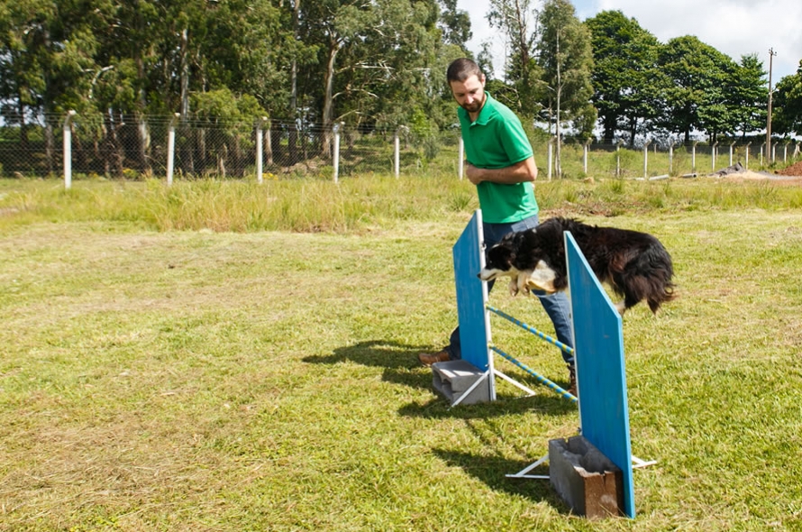 Nice Dog 